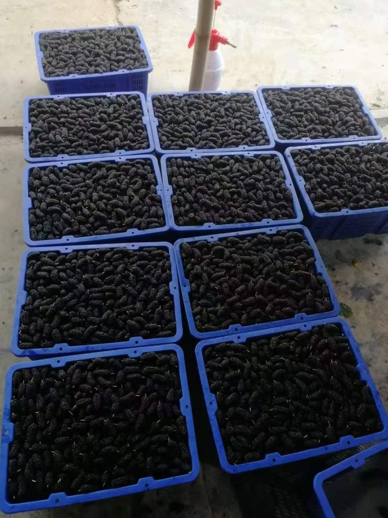 桑果