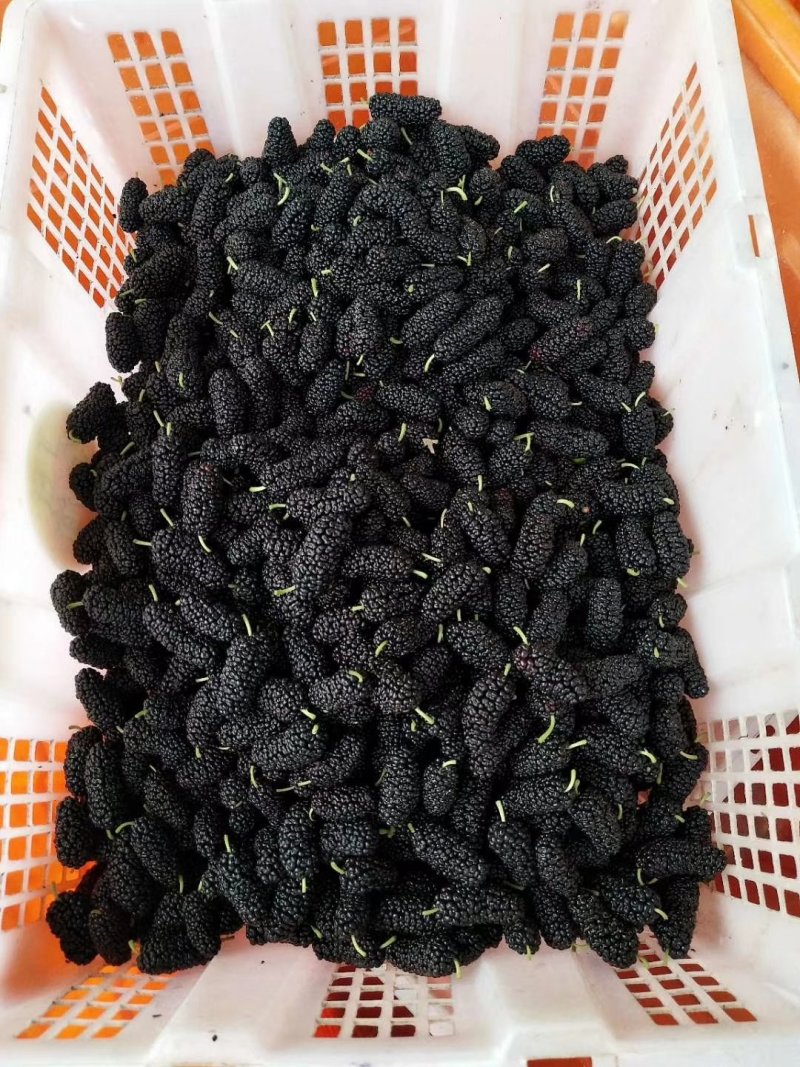 桑果