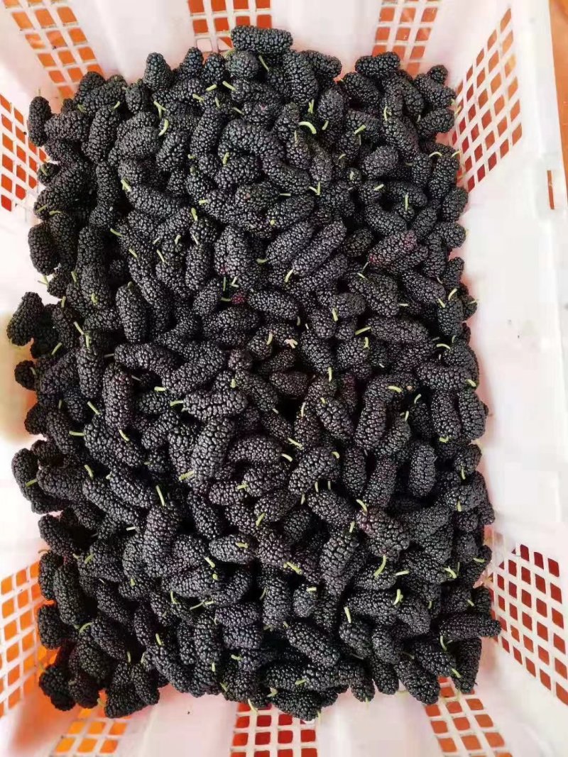 桑果