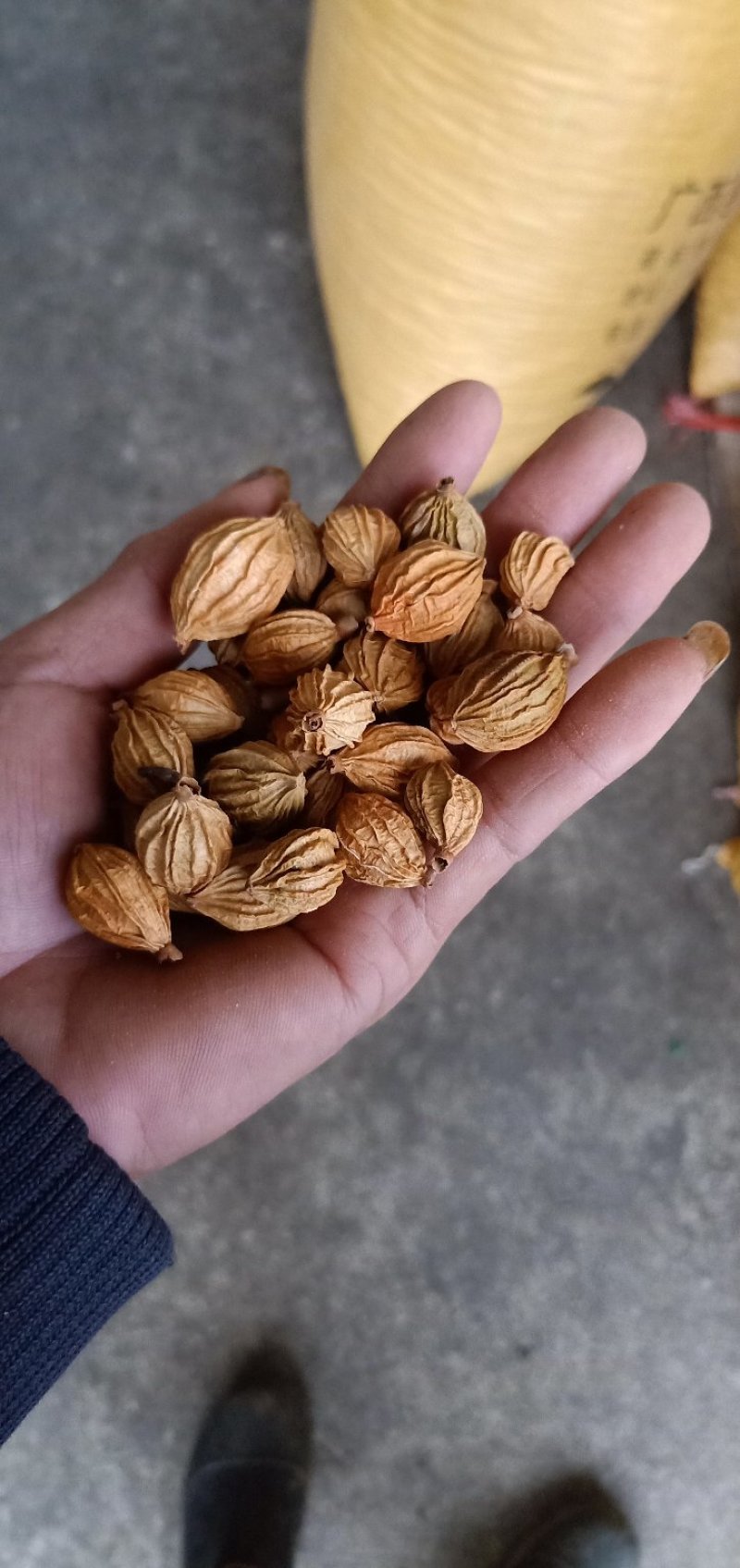 香砂仁纯天太阳晒干，精品，清香扑鼻，香味浓都，炖汤新鲜