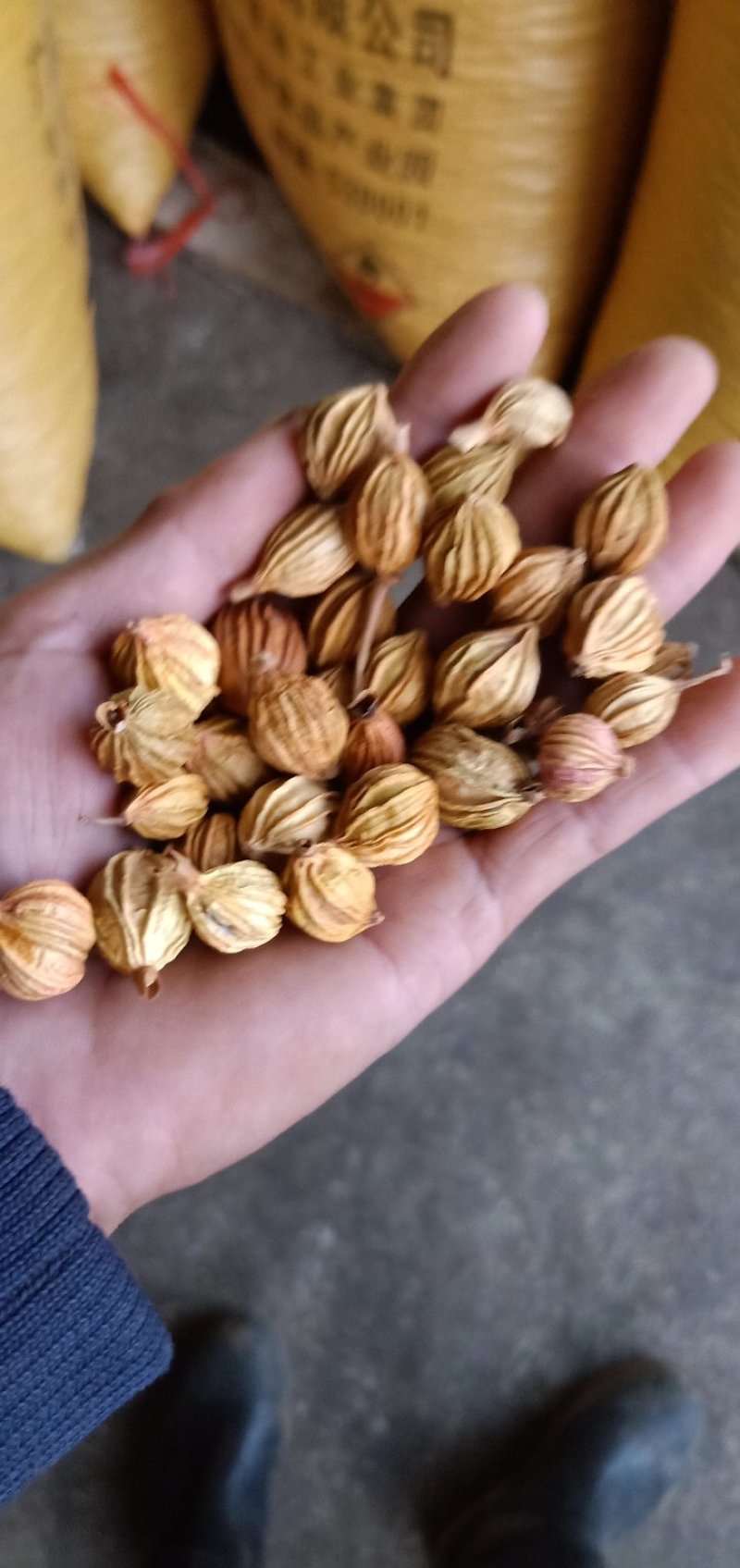 香砂仁纯天太阳晒干，精品，清香扑鼻，香味浓都，炖汤新鲜