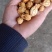 香砂仁纯天太阳晒干，精品，清香扑鼻，香味浓都，炖汤新鲜