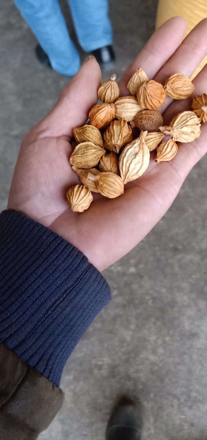 香砂仁纯天太阳晒干，精品，清香扑鼻，香味浓都，炖汤新鲜