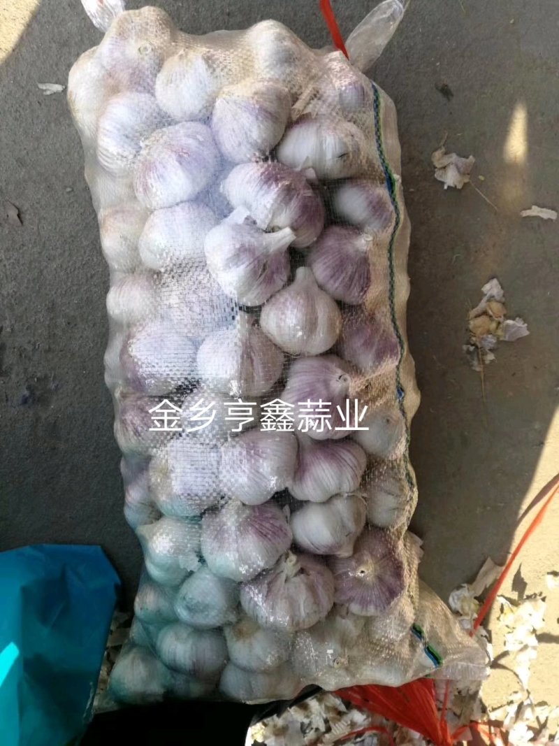 山东金乡大蒜，红皮大蒜，一手货源，冷库储存，代发全国市场