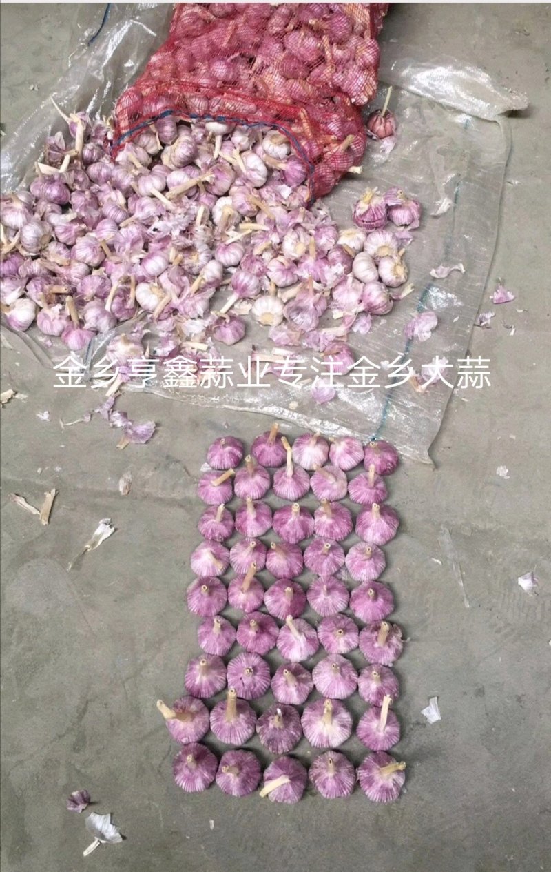 山东金乡大蒜，红皮大蒜，一手货源，冷库储存，代发全国市场