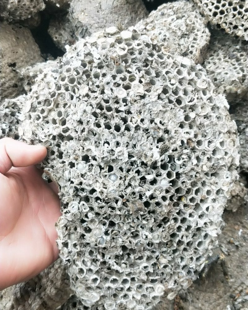 蜂房露蜂房马蜂窝蜂巢野蜂窝大黄蜂窝整个露蜂