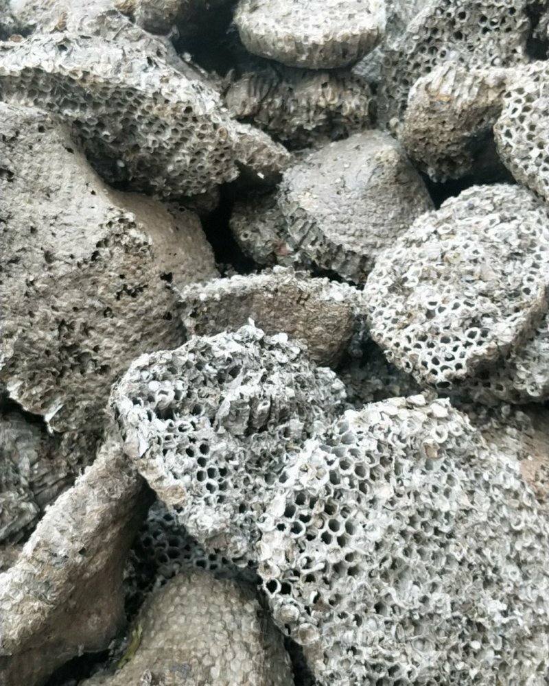 蜂房露蜂房马蜂窝蜂巢野蜂窝大黄蜂窝整个露蜂