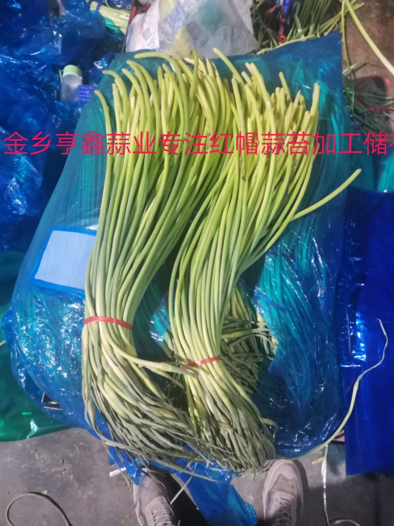 山东金乡红帽蒜薹！加工储存，代发全国市场！冷库出租，