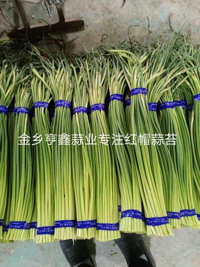 山东金乡红帽蒜薹！加工储存，代发全国市场！冷库出租，