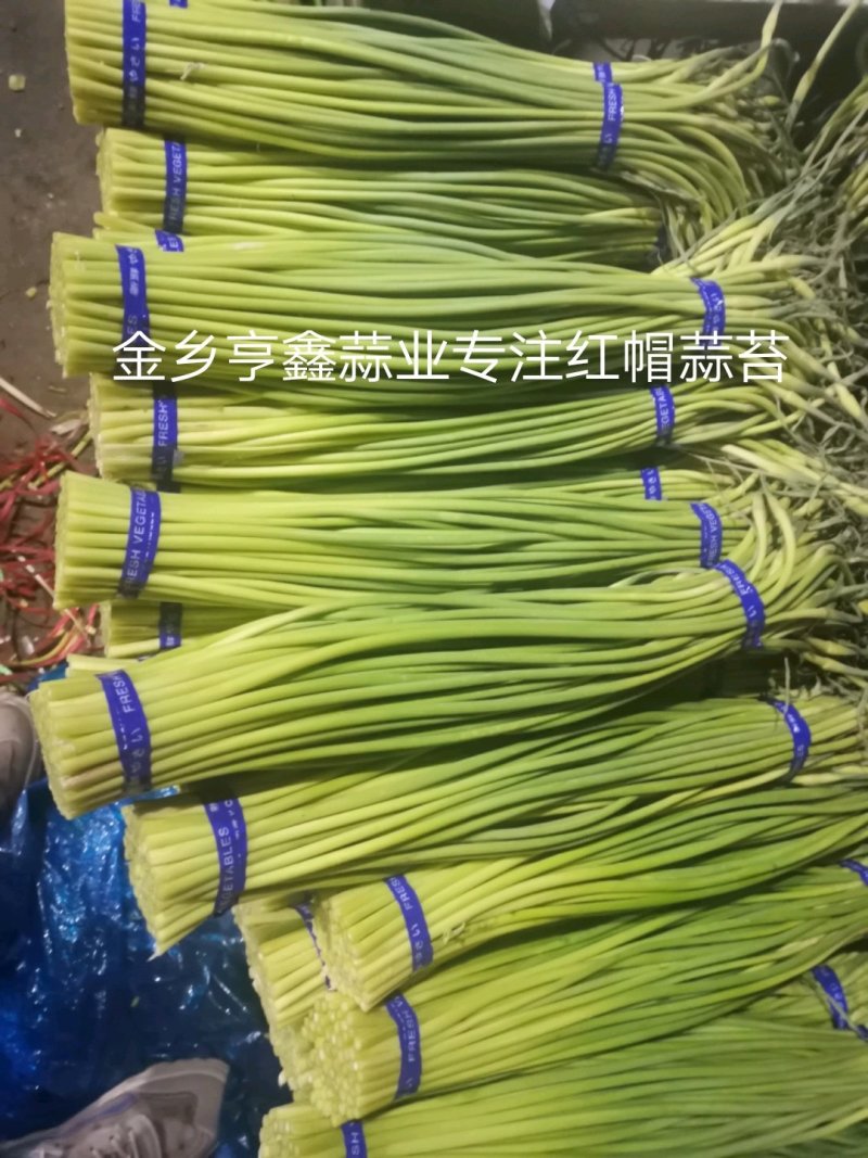 山东金乡红帽蒜薹！加工储存，代发全国市场！冷库出租，