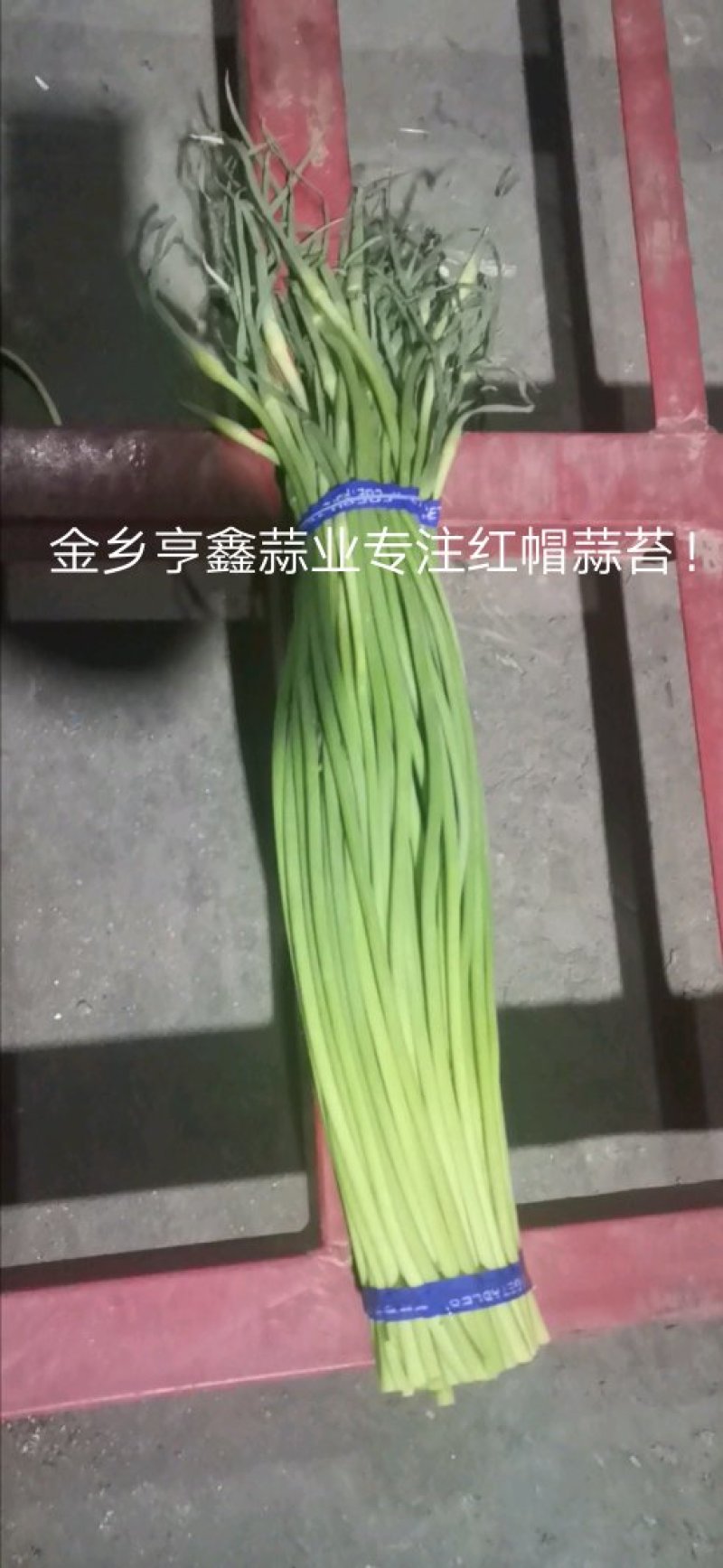 山东金乡红帽蒜薹！加工储存，代发全国市场！冷库出租，