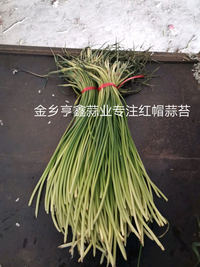 山东金乡红帽蒜薹！加工储存，代发全国市场！冷库出租，