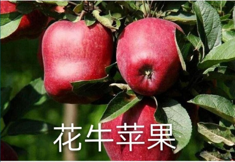 果树苗批发花牛苹果苗嫁接苹果树苗当年结果南方北方