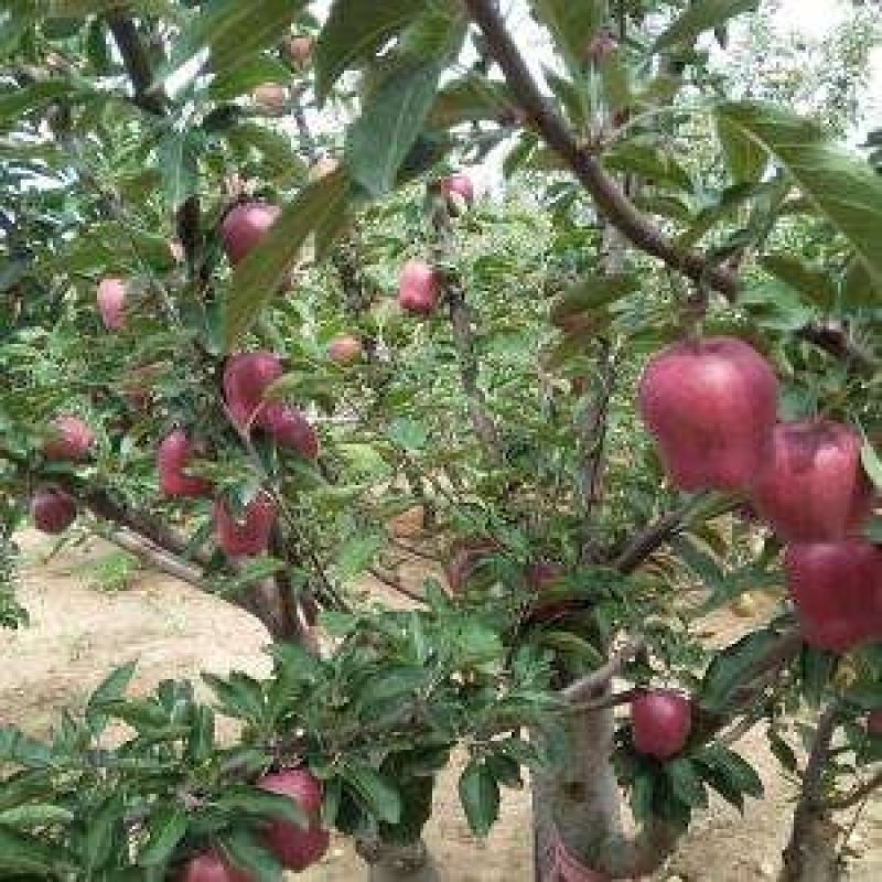 果树苗批发花牛苹果苗嫁接苹果树苗当年结果南方北方
