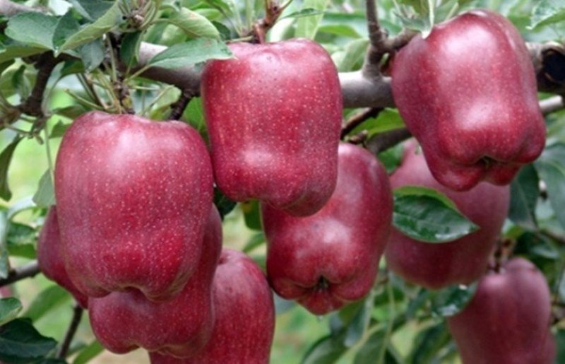 果树苗批发花牛苹果苗嫁接苹果树苗当年结果南方北方