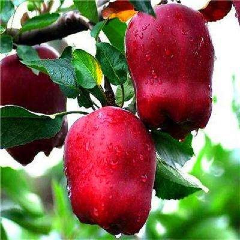 果树苗批发花牛苹果苗嫁接苹果树苗当年结果南方北方