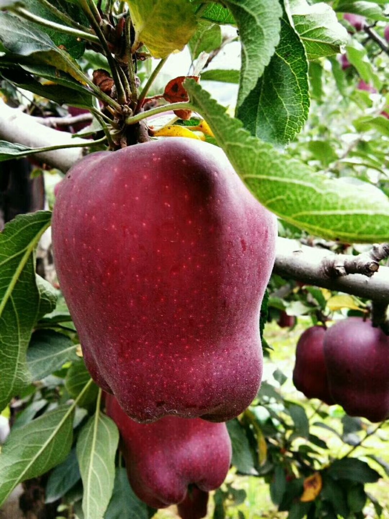 果树苗批发花牛苹果苗嫁接苹果树苗当年结果南方北方