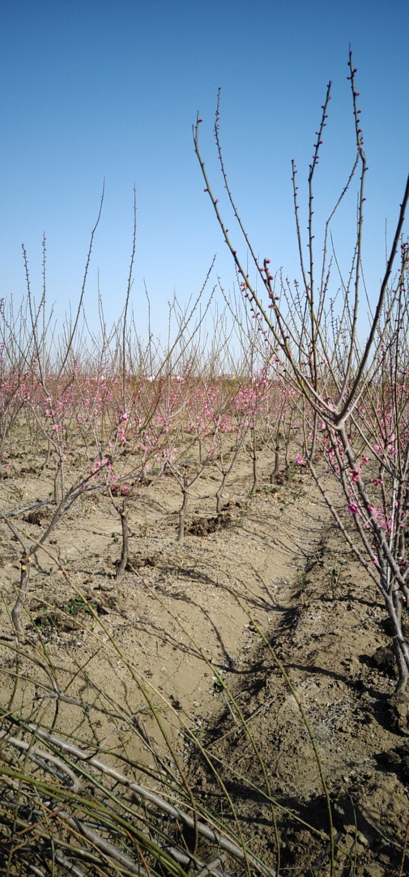江苏红梅花苗骨里红绿梅基地梅花