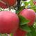 早熟新品种苹果树苗鲁丽苹果苗嫁接南方北方种植盆栽地栽