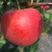 早熟新品种苹果树苗鲁丽苹果苗嫁接南方北方种植盆栽地栽