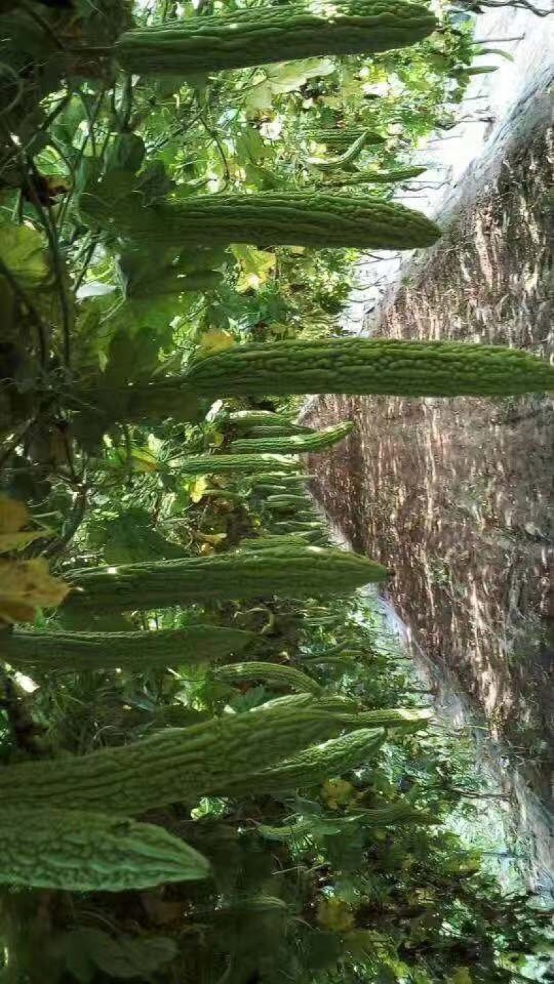 苦瓜种子，油亮型产量高，抗病强，颜色好结的多