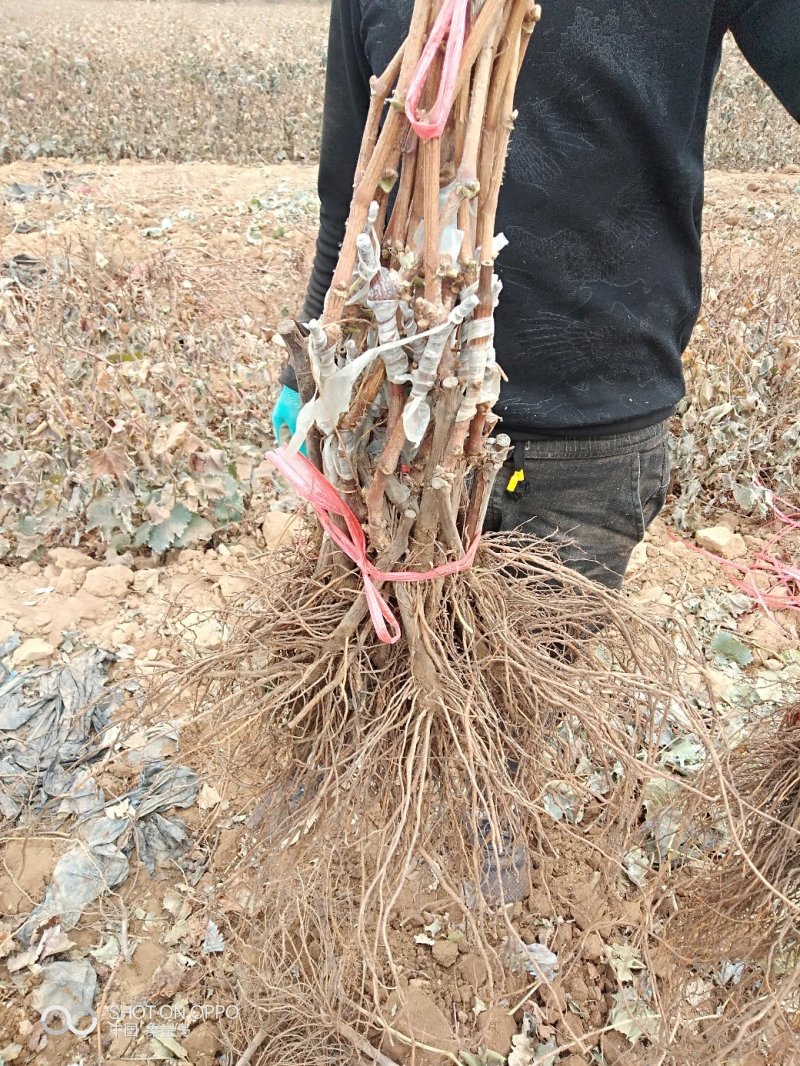 红夏音葡萄苗(红阳光),抗病粒大,糖度高,香味浓基地直发