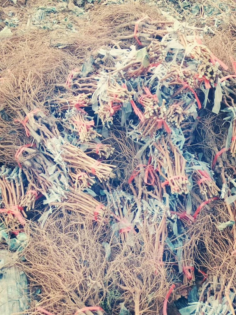 红夏音葡萄苗(红阳光),抗病粒大,糖度高,香味浓基地直发