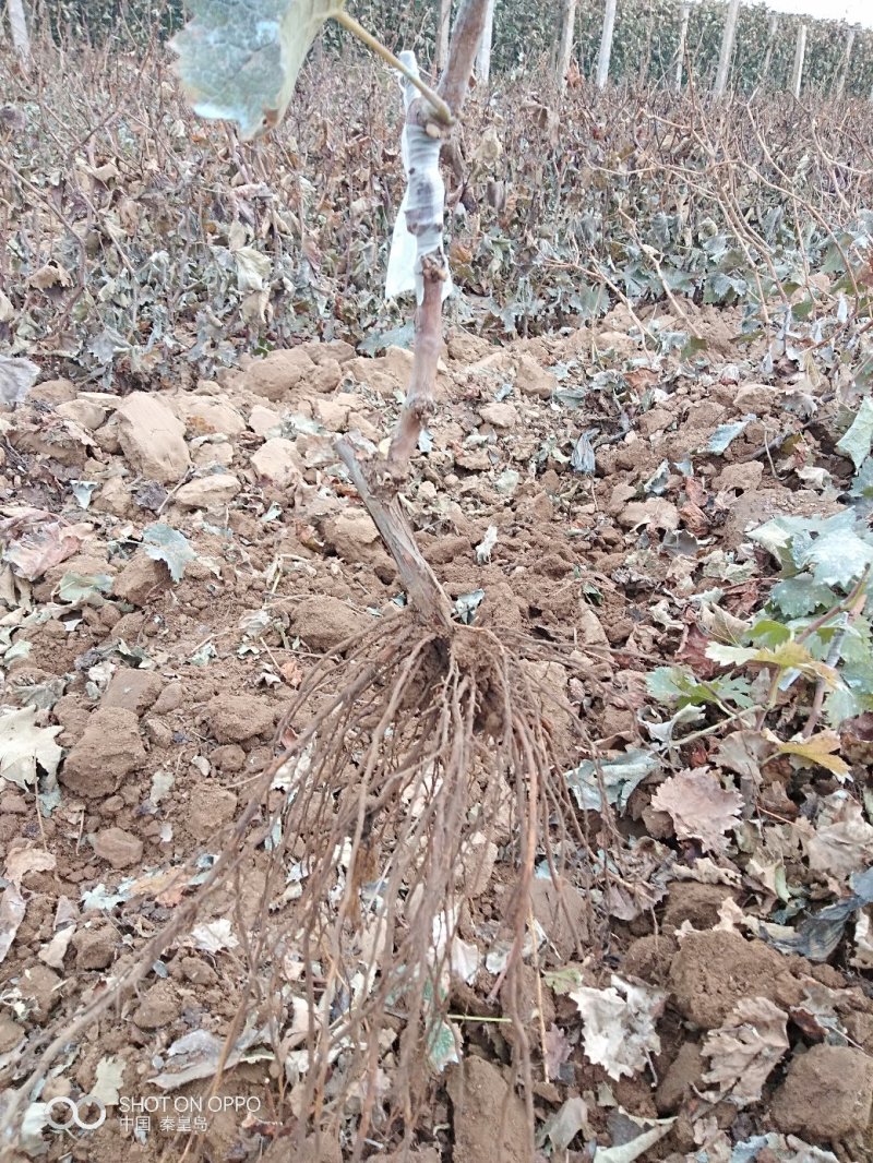 红夏音葡萄苗(红阳光),抗病粒大,糖度高,香味浓基地直发