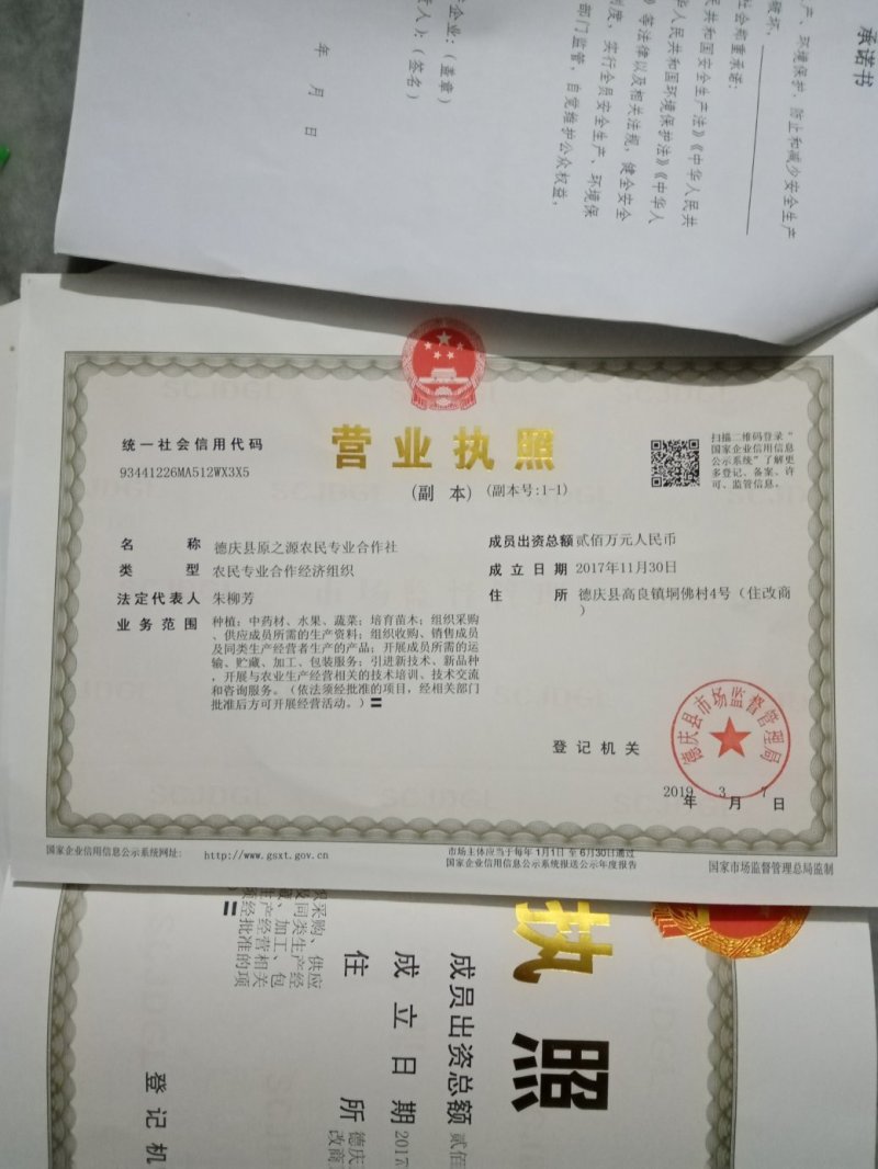 巴戟天苗（一年苗），扦插苗，根多，红蕊，易成活