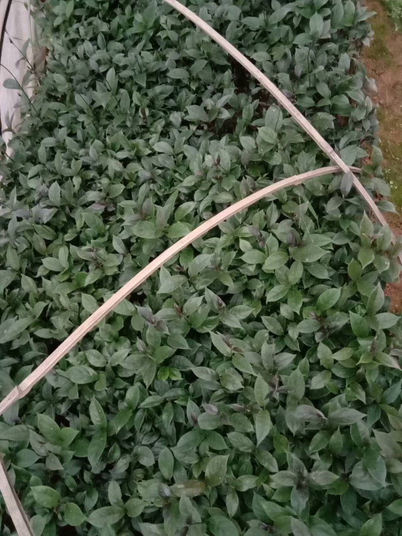 巴戟天苗（一年苗），扦插苗，根多，红蕊，易成活