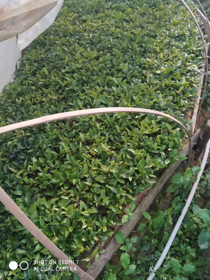 巴戟天苗（一年苗），扦插苗，根多，红蕊，易成活