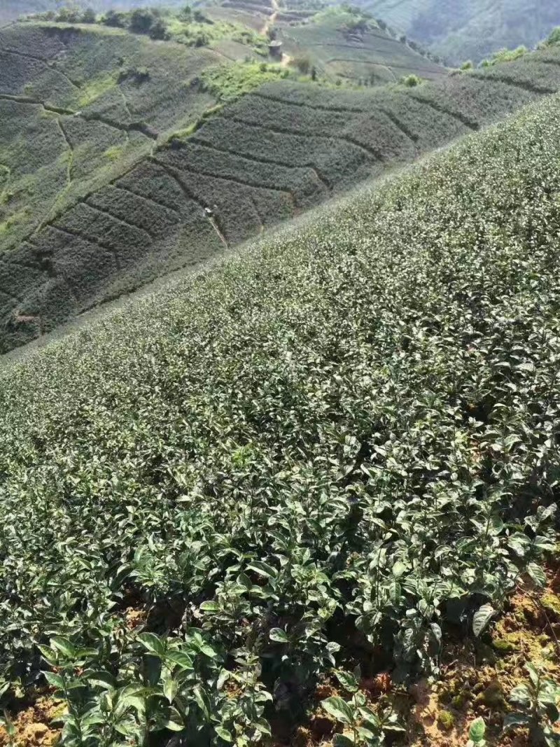 巴戟天苗（一年苗），扦插苗，根多，红蕊，易成活