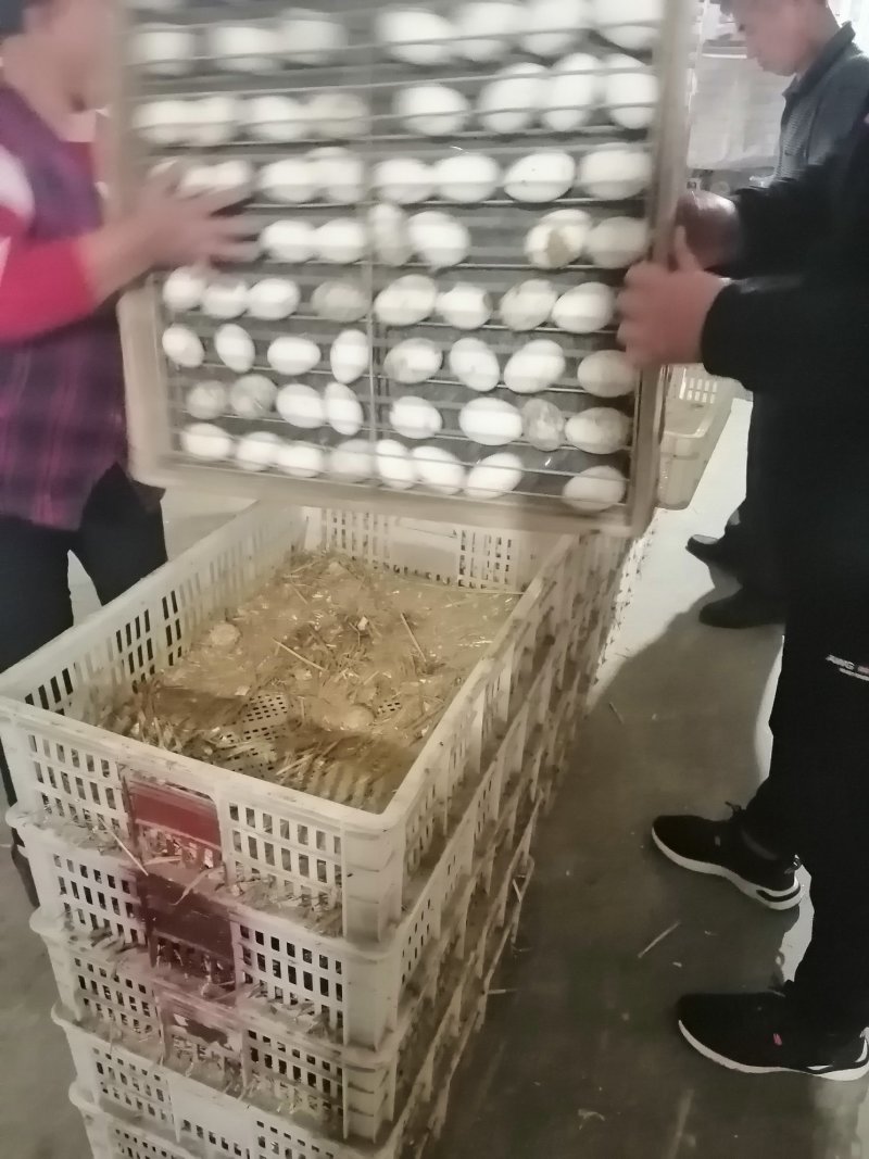 三花鹅苗扬州鹅苗泰州鹅苗四季产鹅苗产蛋王