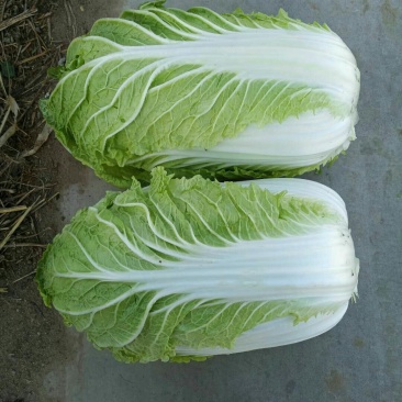 河北定州黄心白菜大量上市