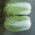 河北定州黄心白菜大量上市