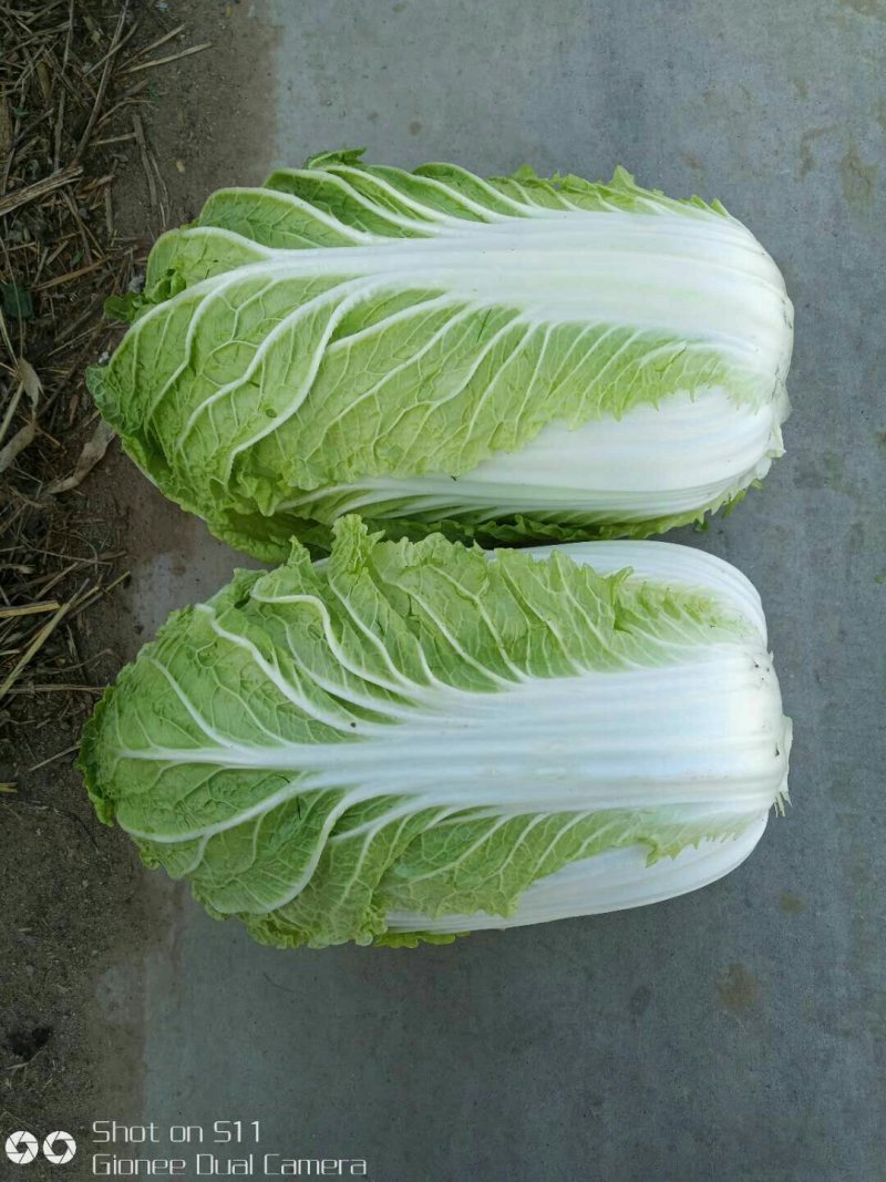 河北定州黄心白菜大量上市