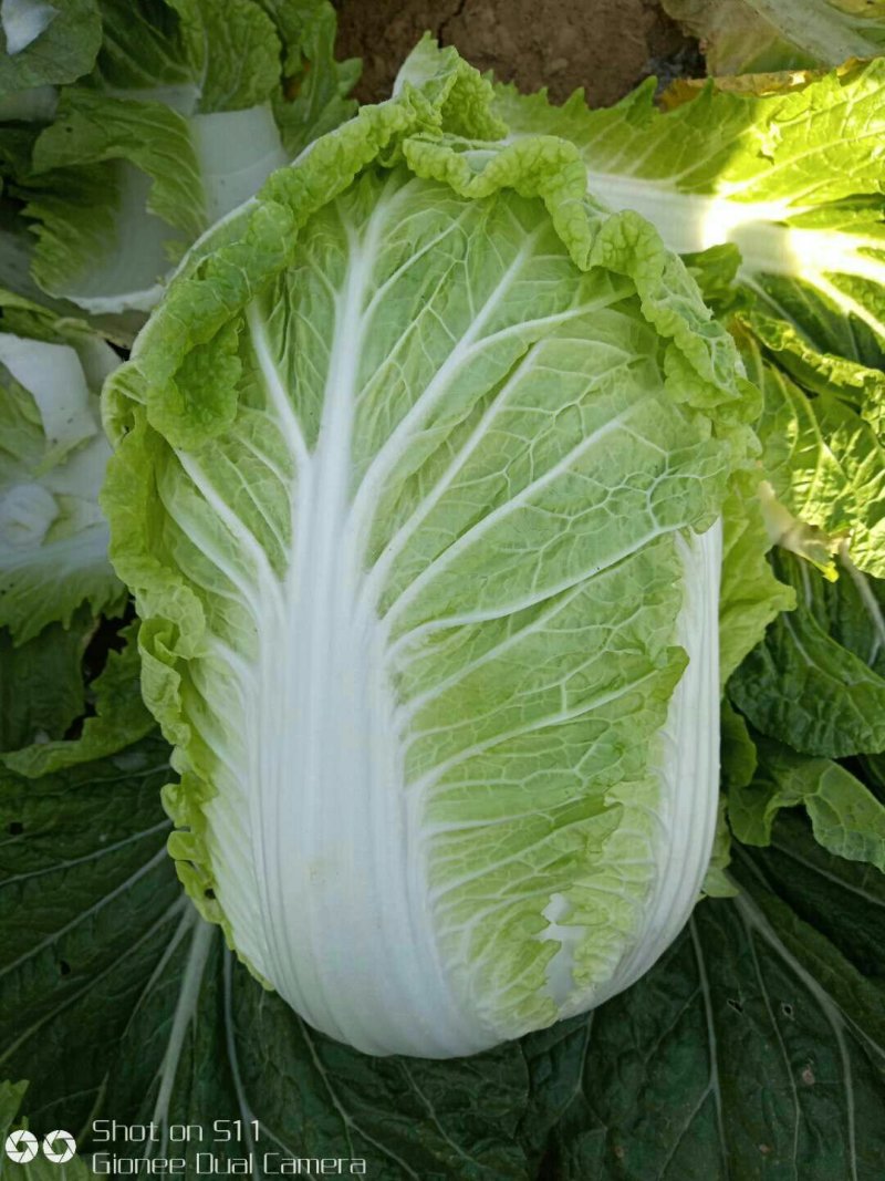 河北定州黄心白菜大量上市