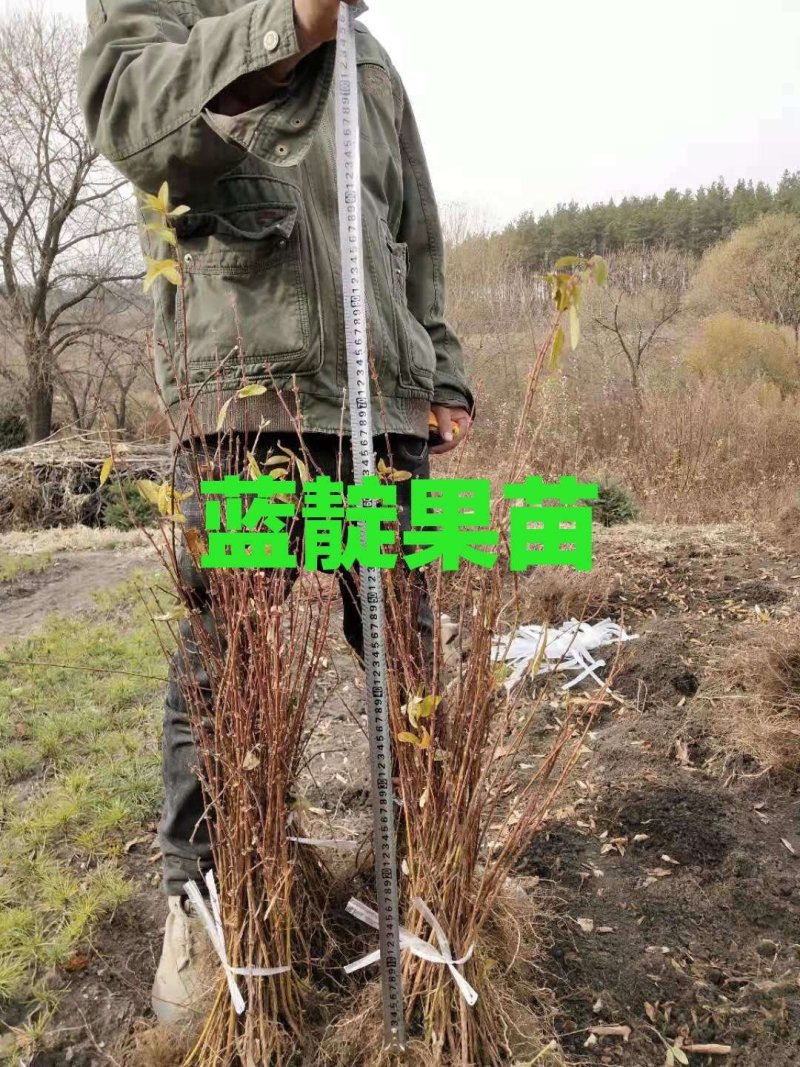 蓝靛果树苗基地直发。价格低。成活率高。服务好量大优惠。