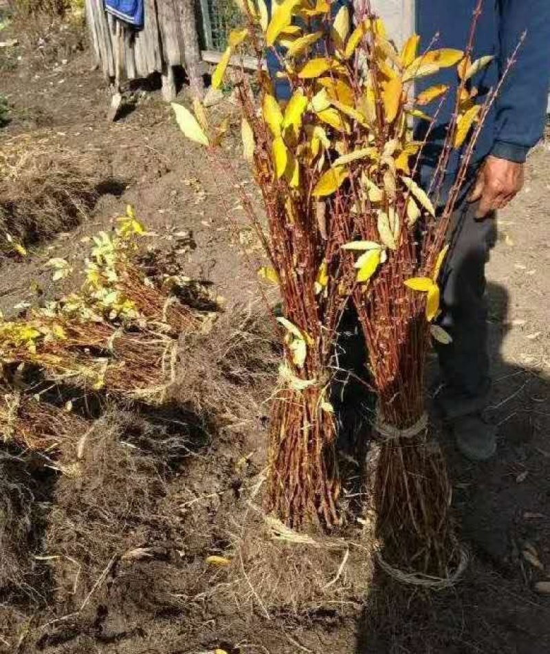 蓝靛果树苗基地直发。价格低。成活率高。服务好量大优惠。