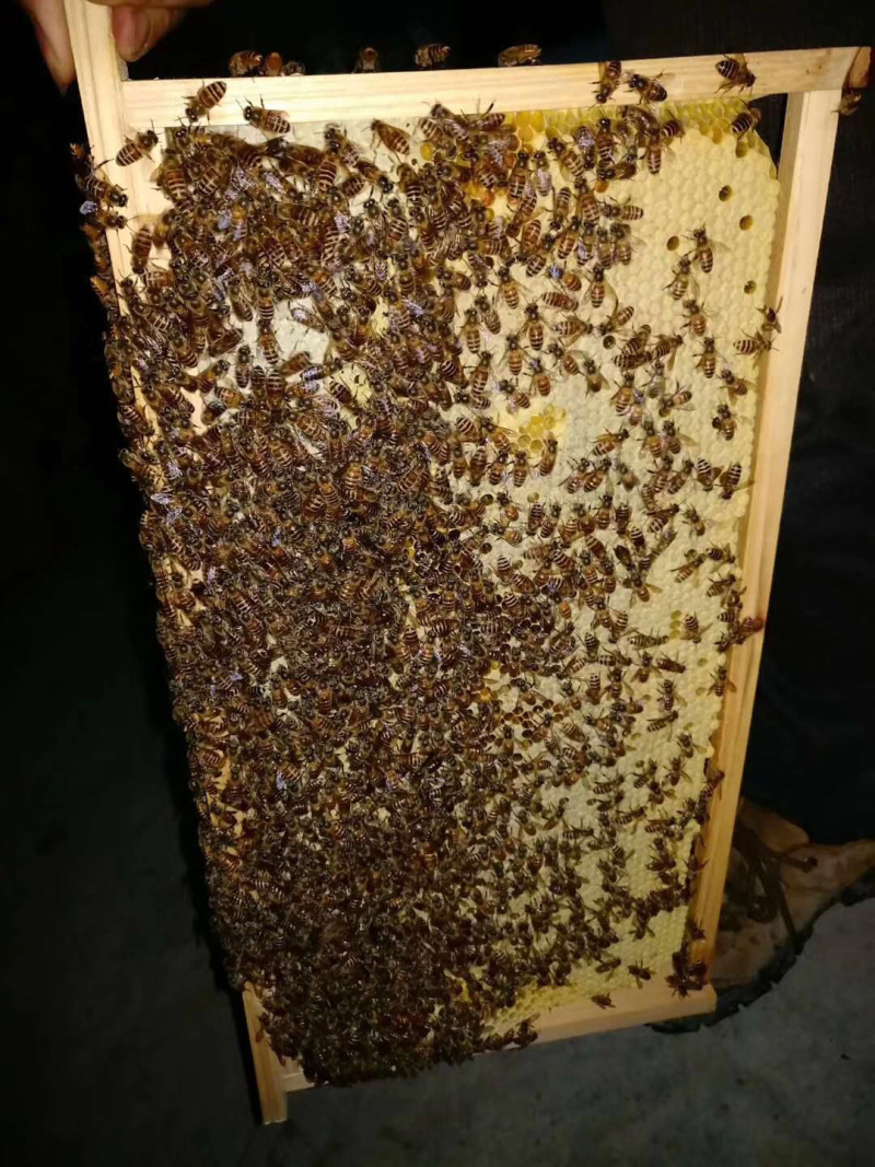 中华蜜蜂土蜂繁殖快适应能力强
