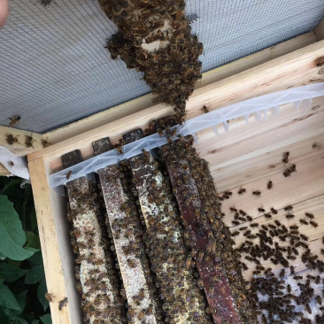中华蜜蜂土蜂繁殖快适应能力强