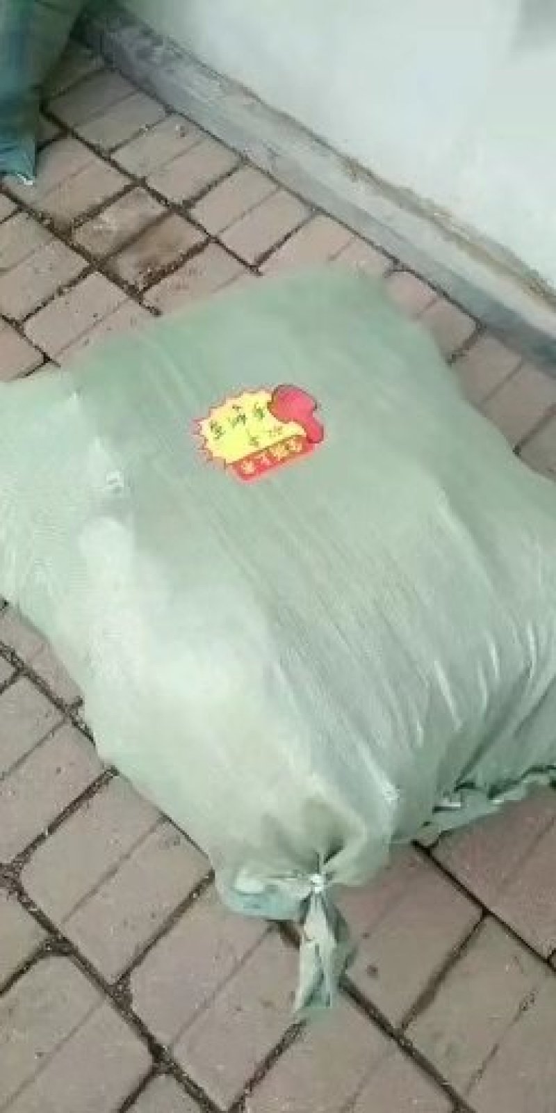 树莓苗10~30cm基地直发。价格低。成活率高。服务好