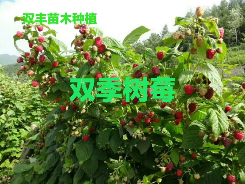 树莓苗10~30cm基地直发。价格低。成活率高。服务好
