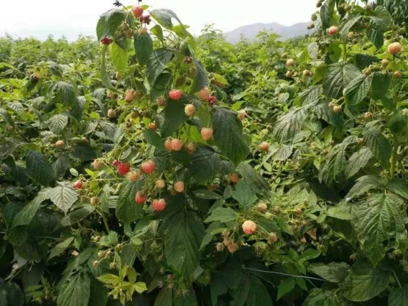 树莓苗10~30cm基地直发。价格低。成活率高。服务好