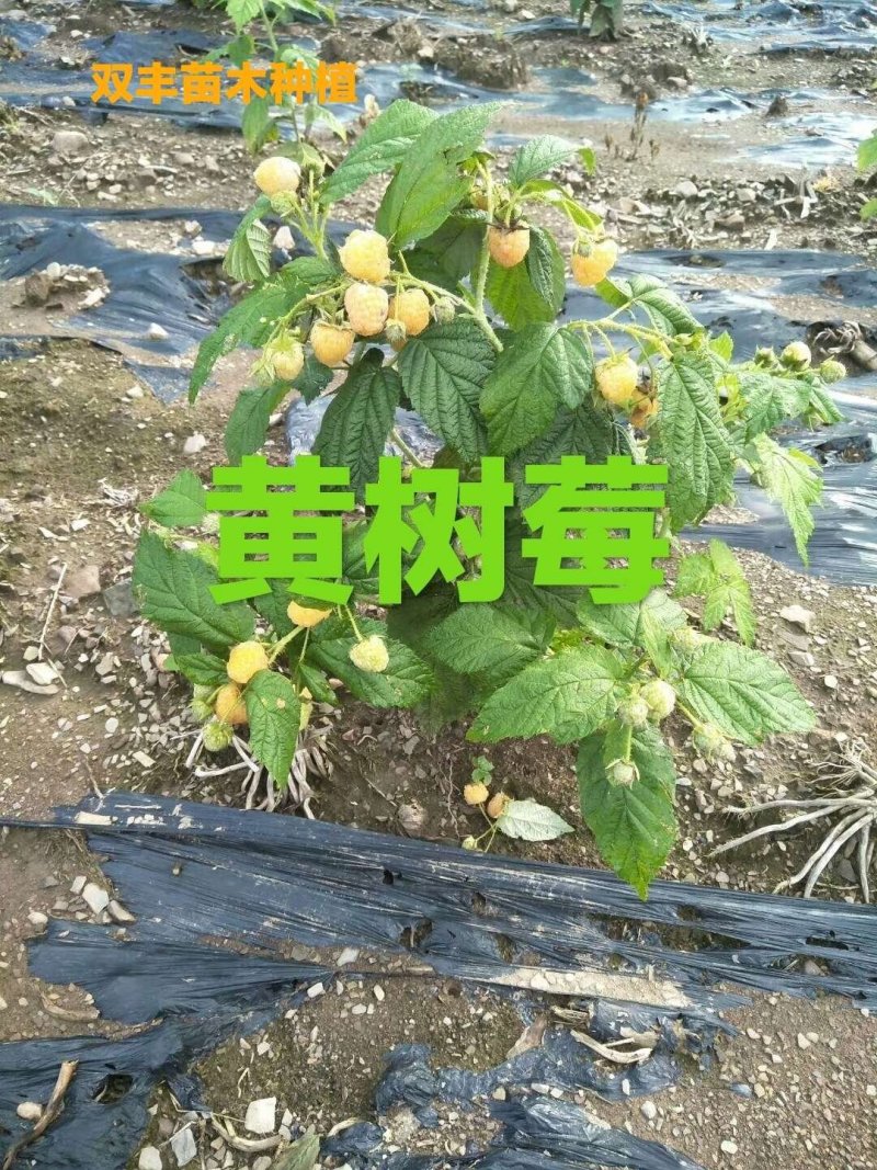 树莓苗10~30cm基地直发。价格低。成活率高。服务好