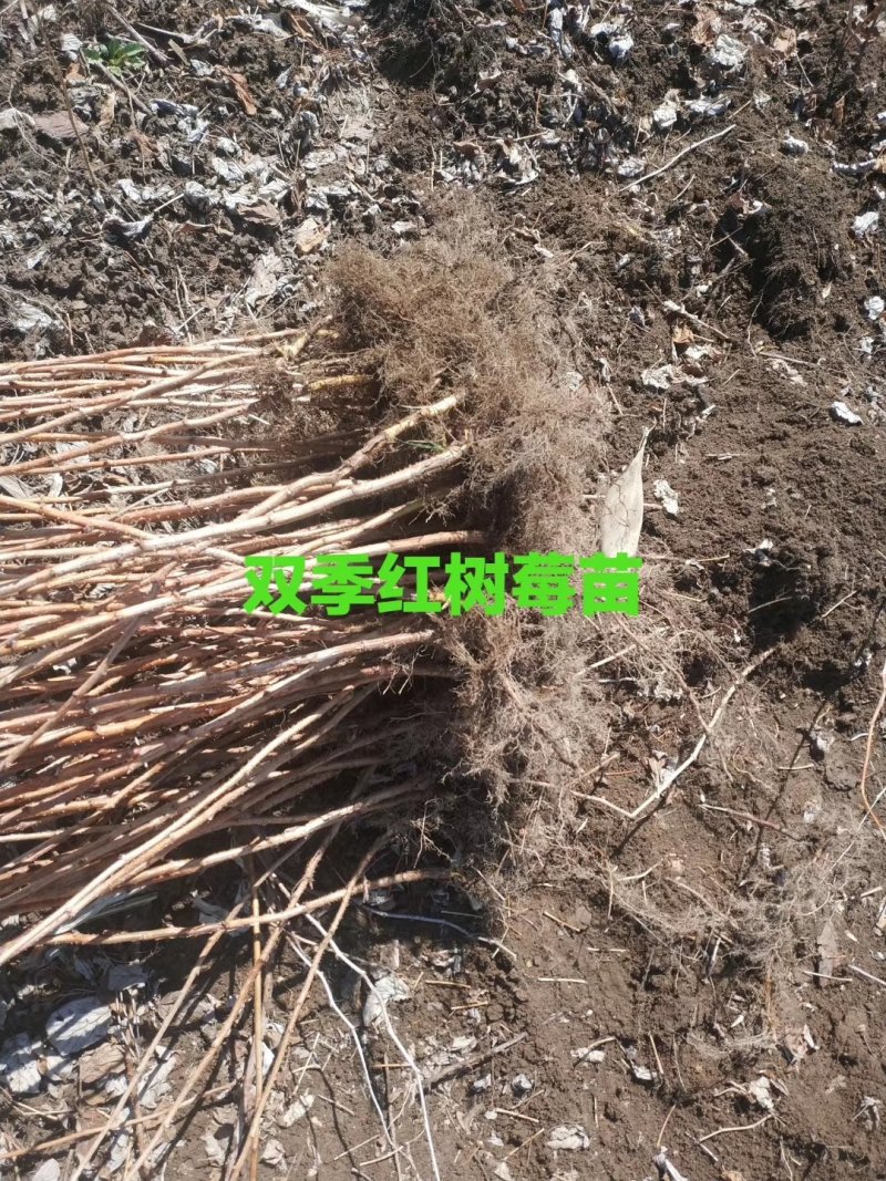 树莓苗10~30cm基地直发。价格低。成活率高。服务好