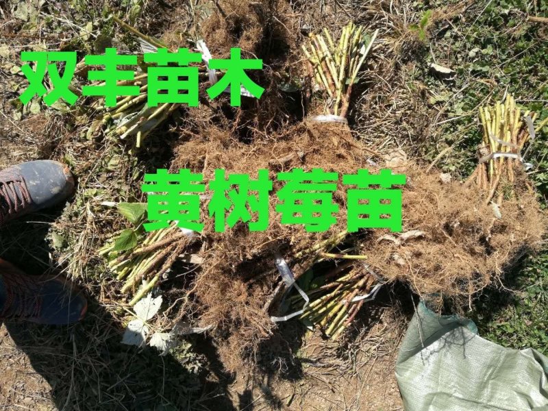 树莓苗10~30cm基地直发。价格低。成活率高。服务好