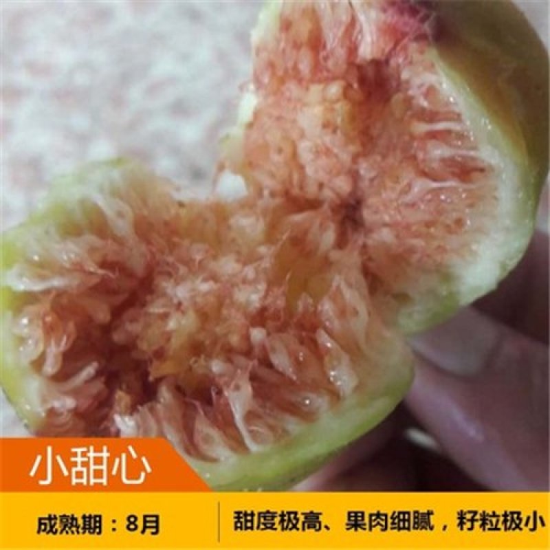 无花果树苗盆栽地栽无花果苗南方北方种植当年结果树