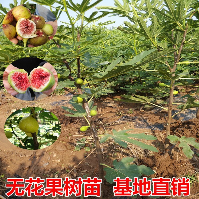 无花果树苗盆栽地栽无花果苗南方北方种植当年结果树