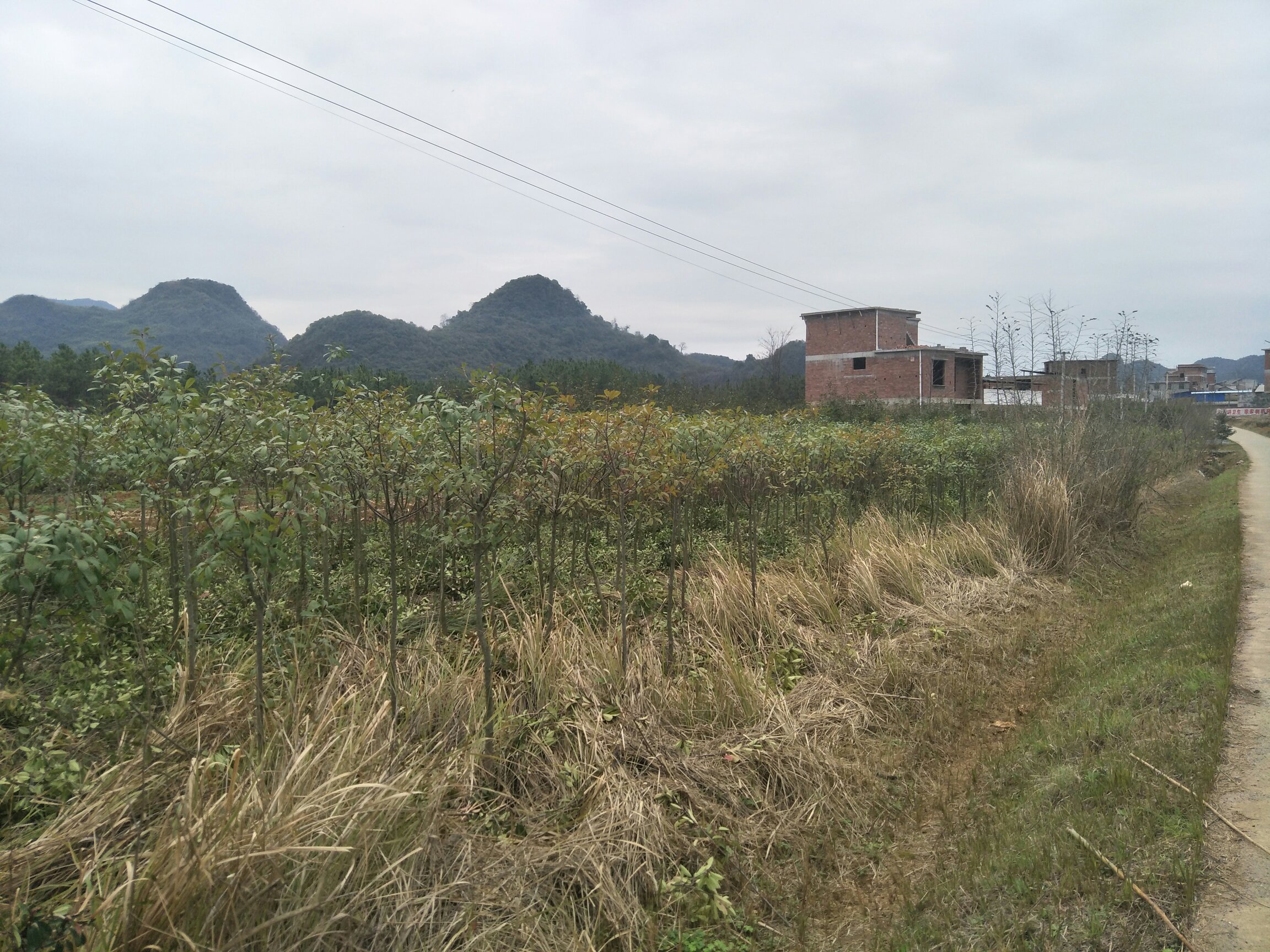 红叶石楠小苗种植前的土壤翻耕与施肥 红叶石楠小苗种植前的土壤翻耕与施肥